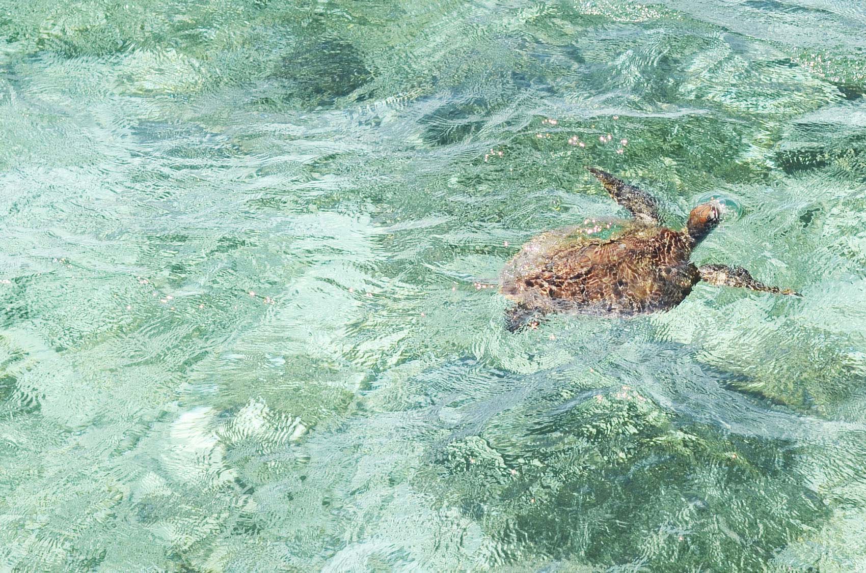 Schildkröte im Meer
